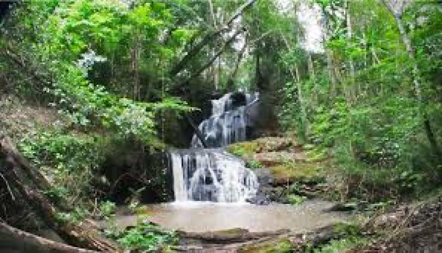 Karura Forest